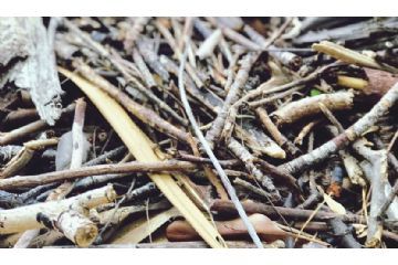 Raccolta materiale legnoso in alveo