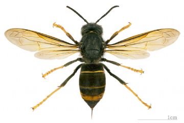 Vespa velutina nigrithorax