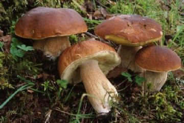 Raccolta funghi 2025
