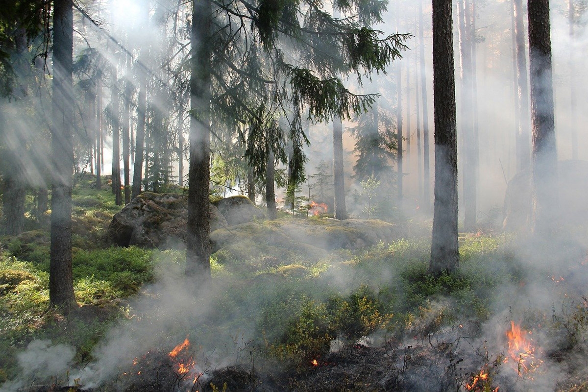 Incendio boschivo